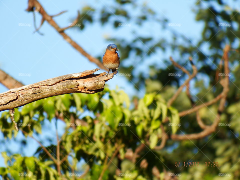 Blue headed poser