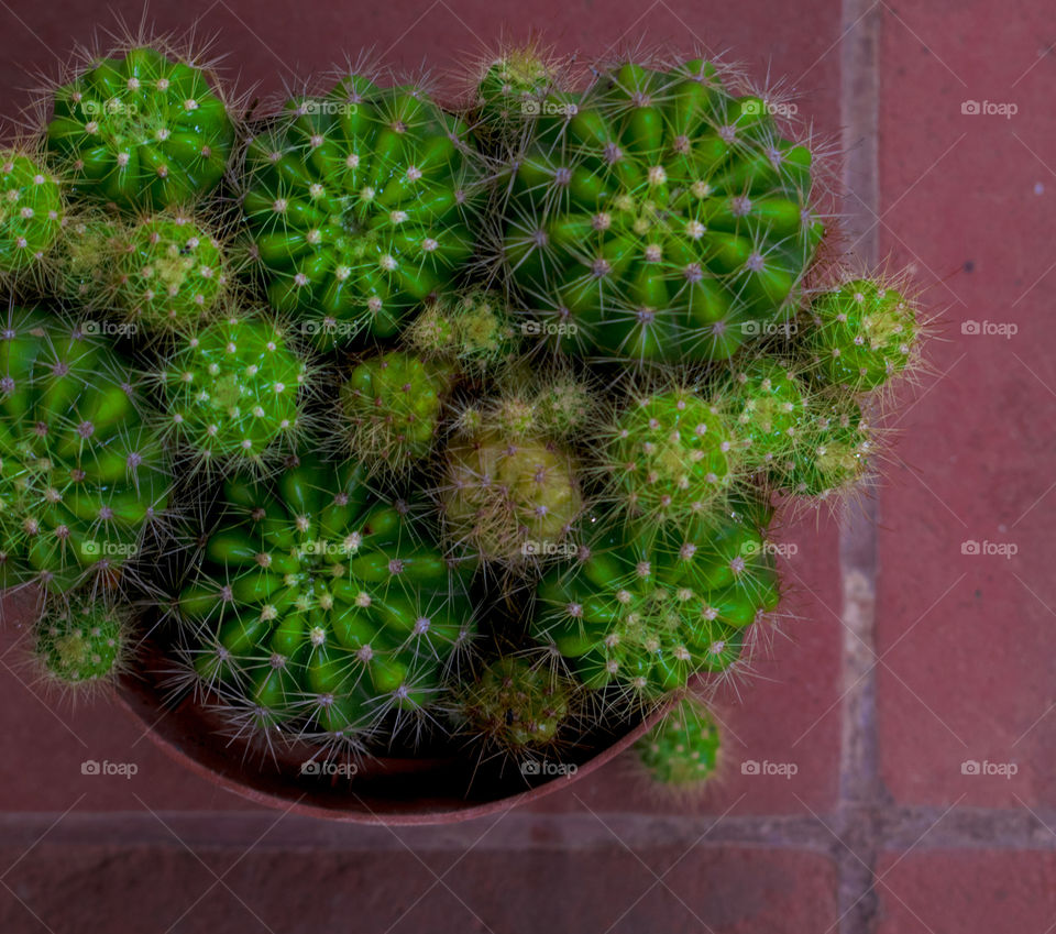 cactus