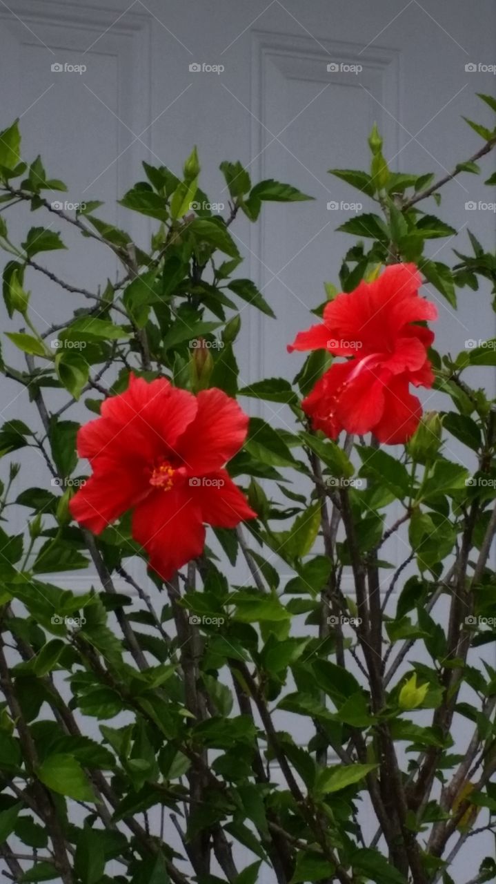 Red Hibiscus 2. Blooms on our hibiscus in our front yard.