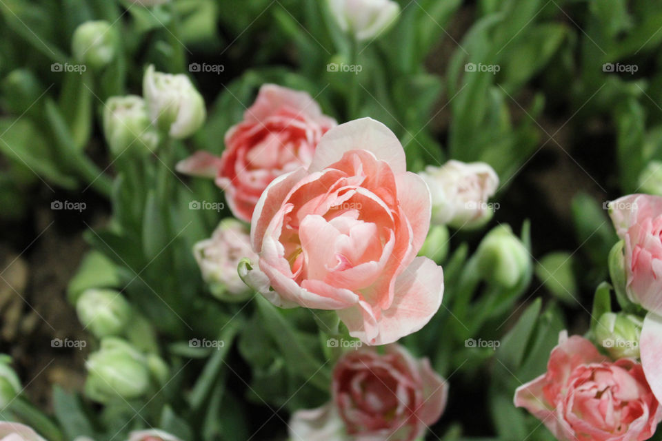 An absolutely beautiful picture of pink flowers taken at the Flower Show in Philadelphia. 