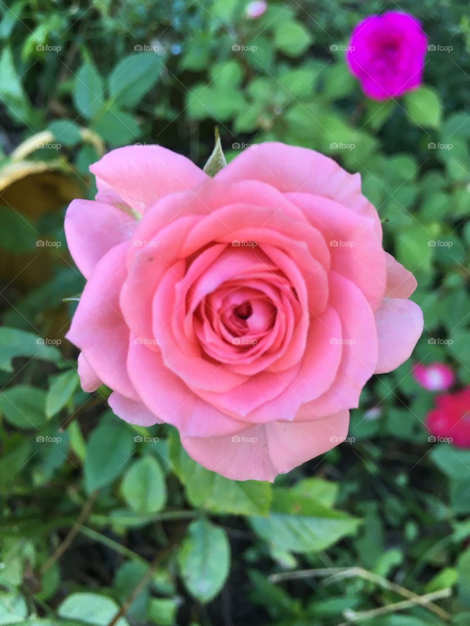 Rose in fall