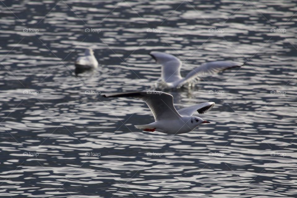 Seagulls in flight over the sea