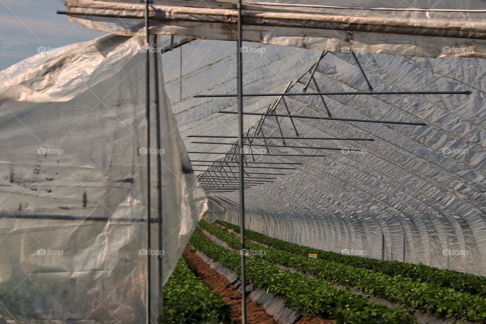  View into a greenhouse with young plants