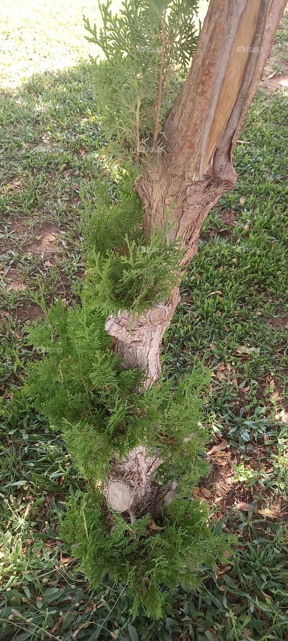 ornamental tree

￼