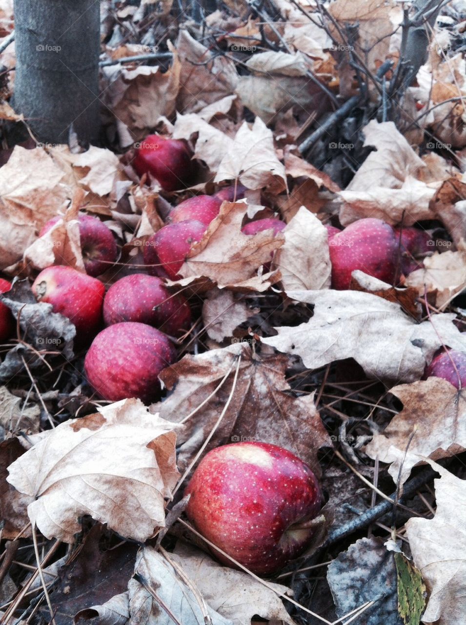 Red apples in the fall leaves