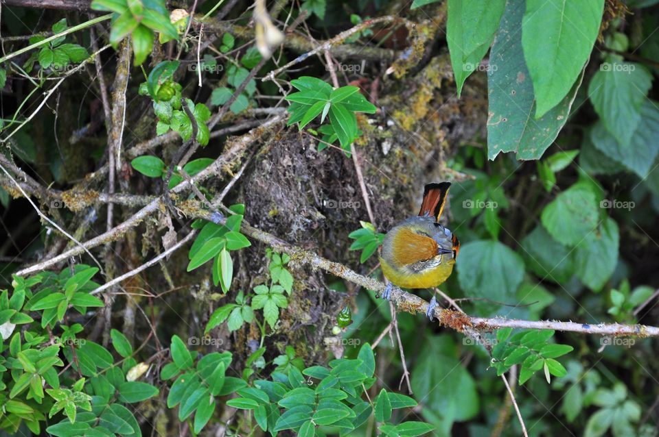 Nature, Tree, Bird, Leaf, Wildlife