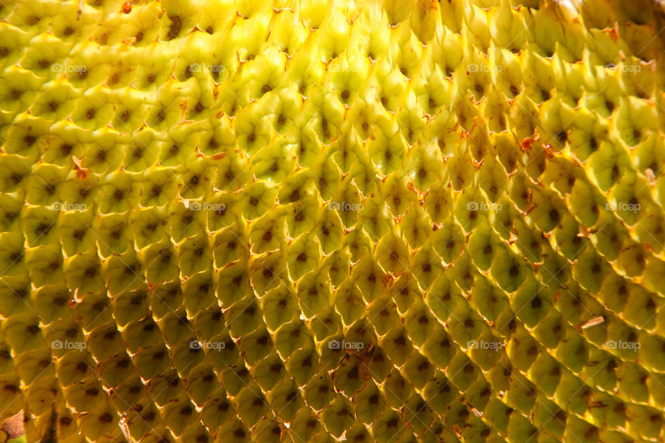 yellow nature plant sunflower by kshapley