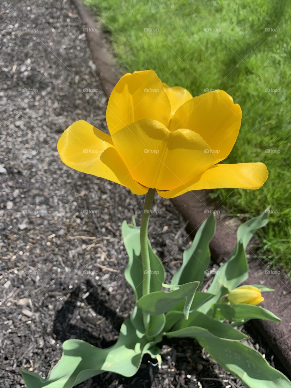 The side view of a yellow tulip just as spring begins, bringing hope for nicer weather with it!