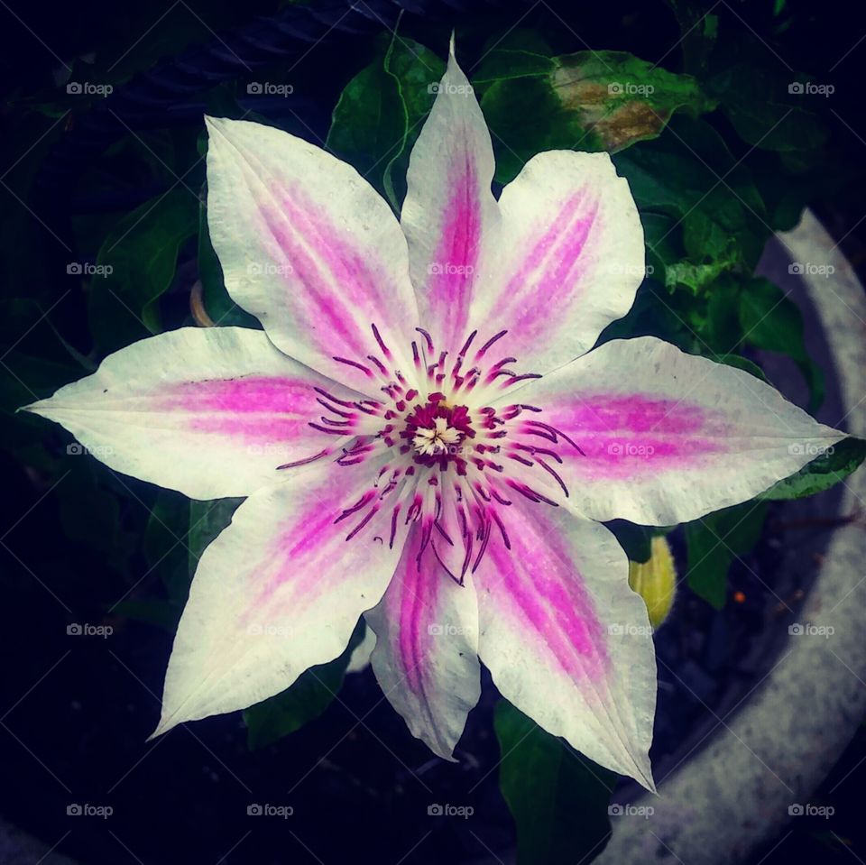 Flower, Lily, No Person, Nature, Floral