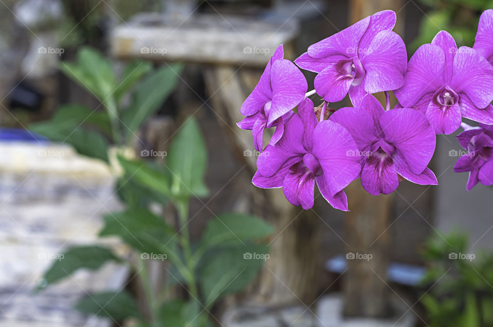 Beautiful pink Orchid flowers in the garden.