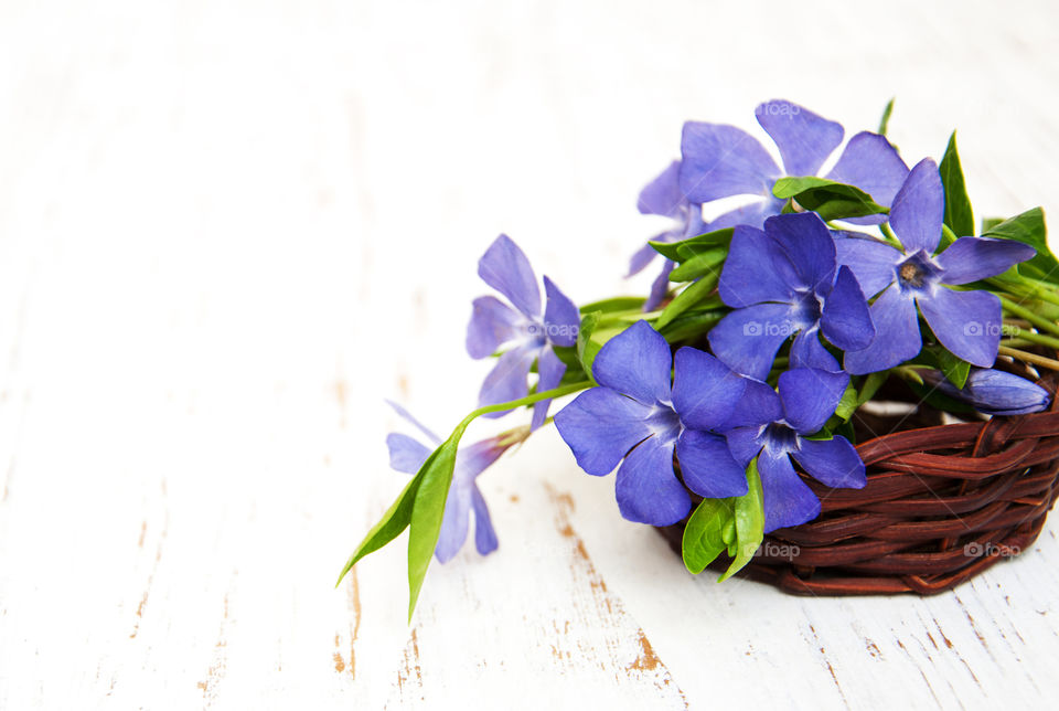 Blue periwinkle flowers 