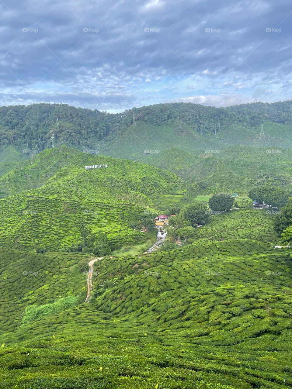 Tea plantation view