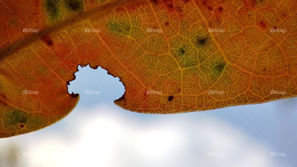 Sky view through a colourful leaf