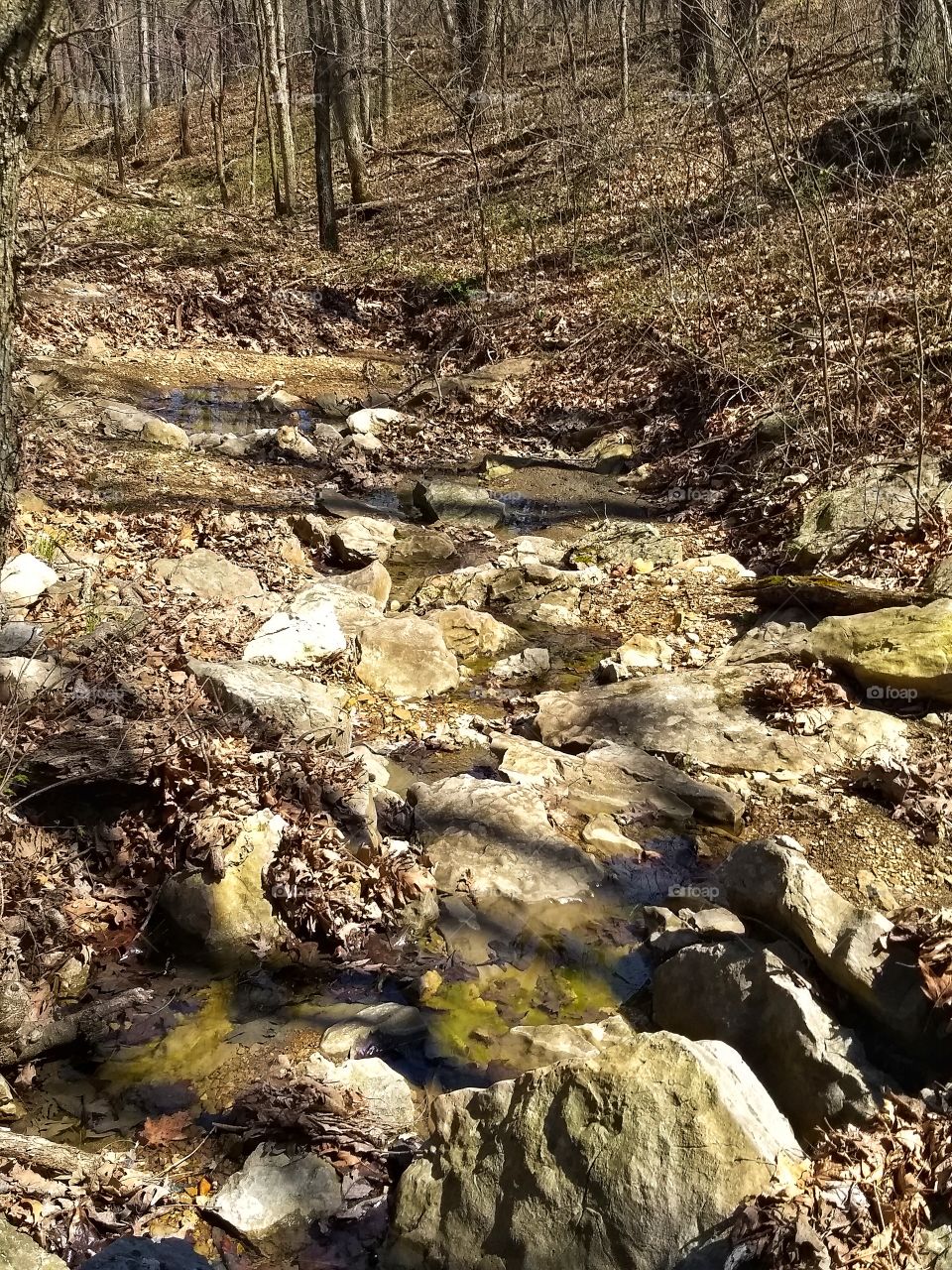 Ravine along a hiking trail in Opposum Hollow, at Knob Noster State Park.
