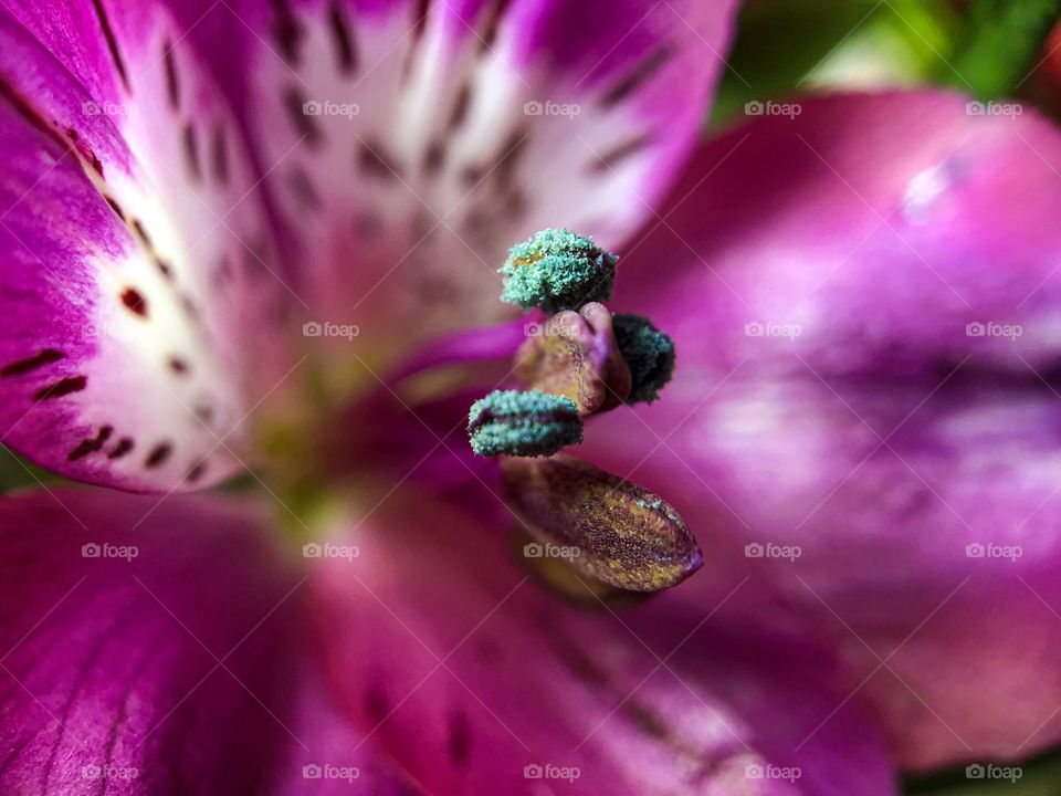 Macro photo of a pretty pink flower with the stems in focus