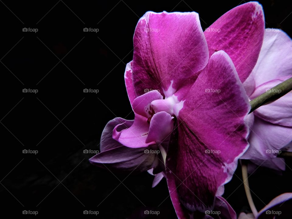 Orchid