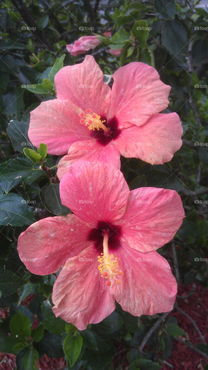 hibiscus