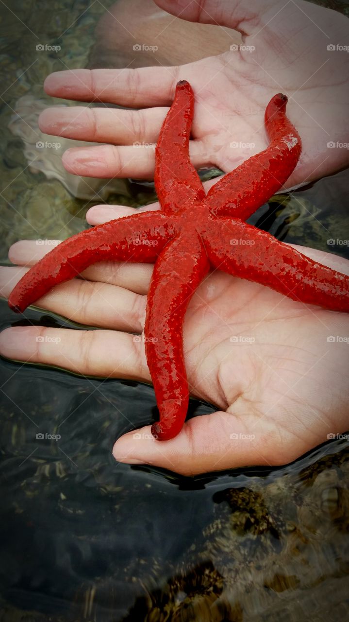 starfish