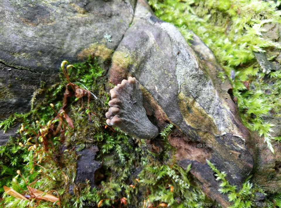 Beautiful mushroom in the forest.