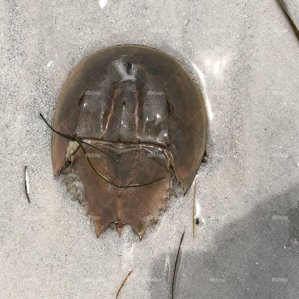 Horseshoe Crab on a beach in Sanibel Island Florida 