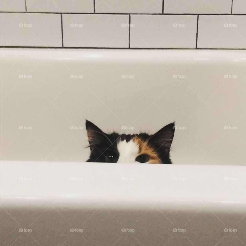Calico cat in tub