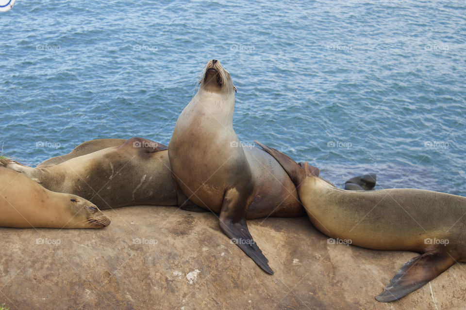 Sea lions sun bathing