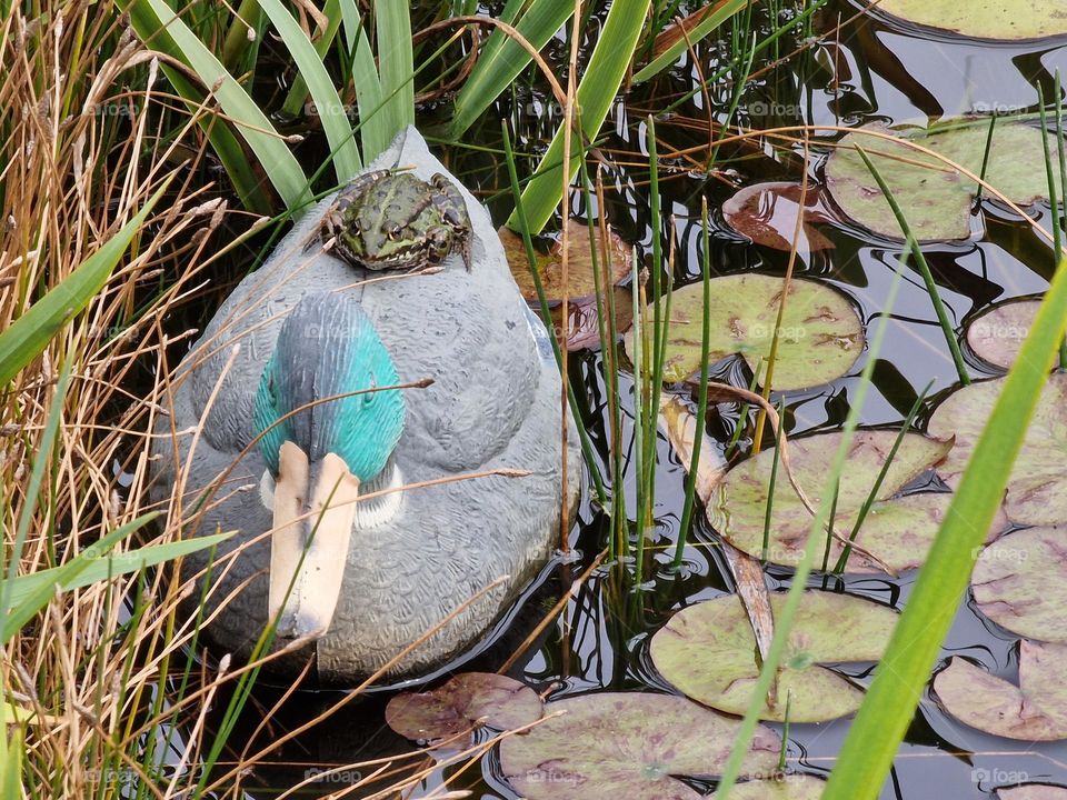 Frog on decoration duck