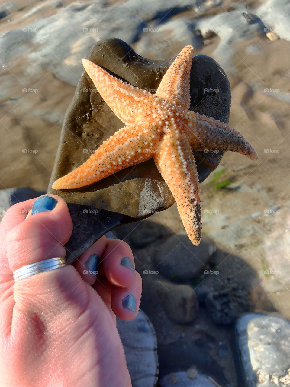 starfish 