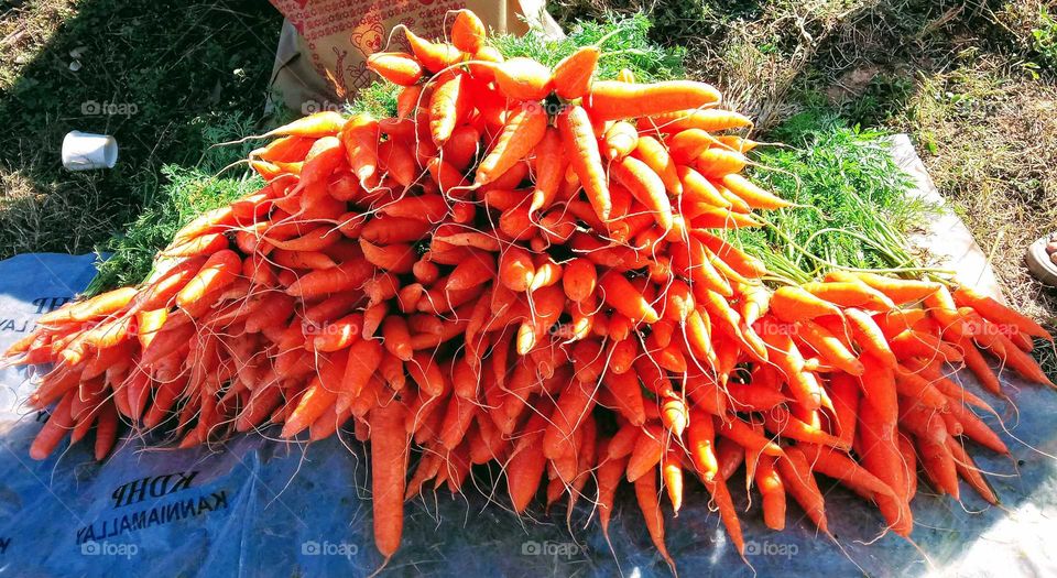 fresh carrots