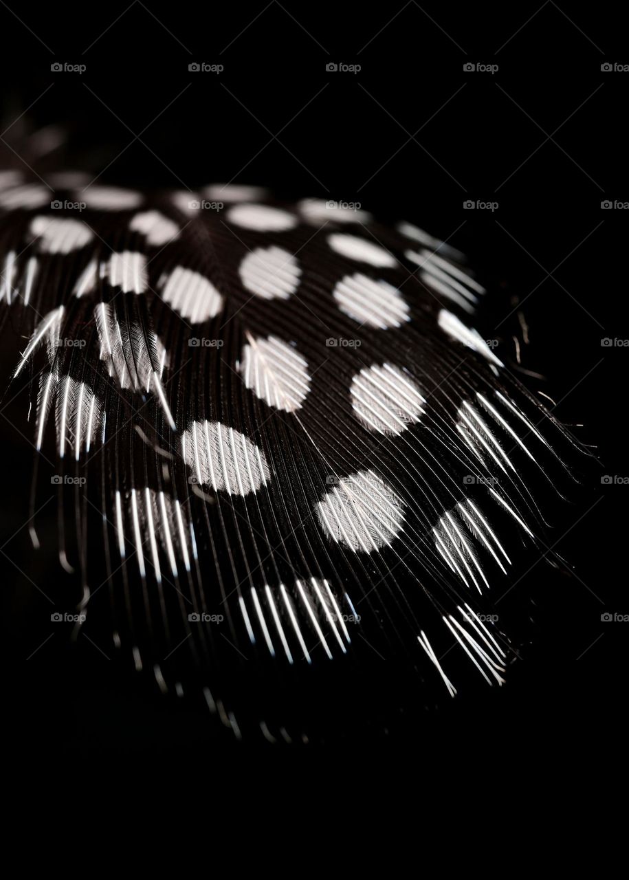 The close up shot of the tiny feather of the bird that has polka dot shape of white color 