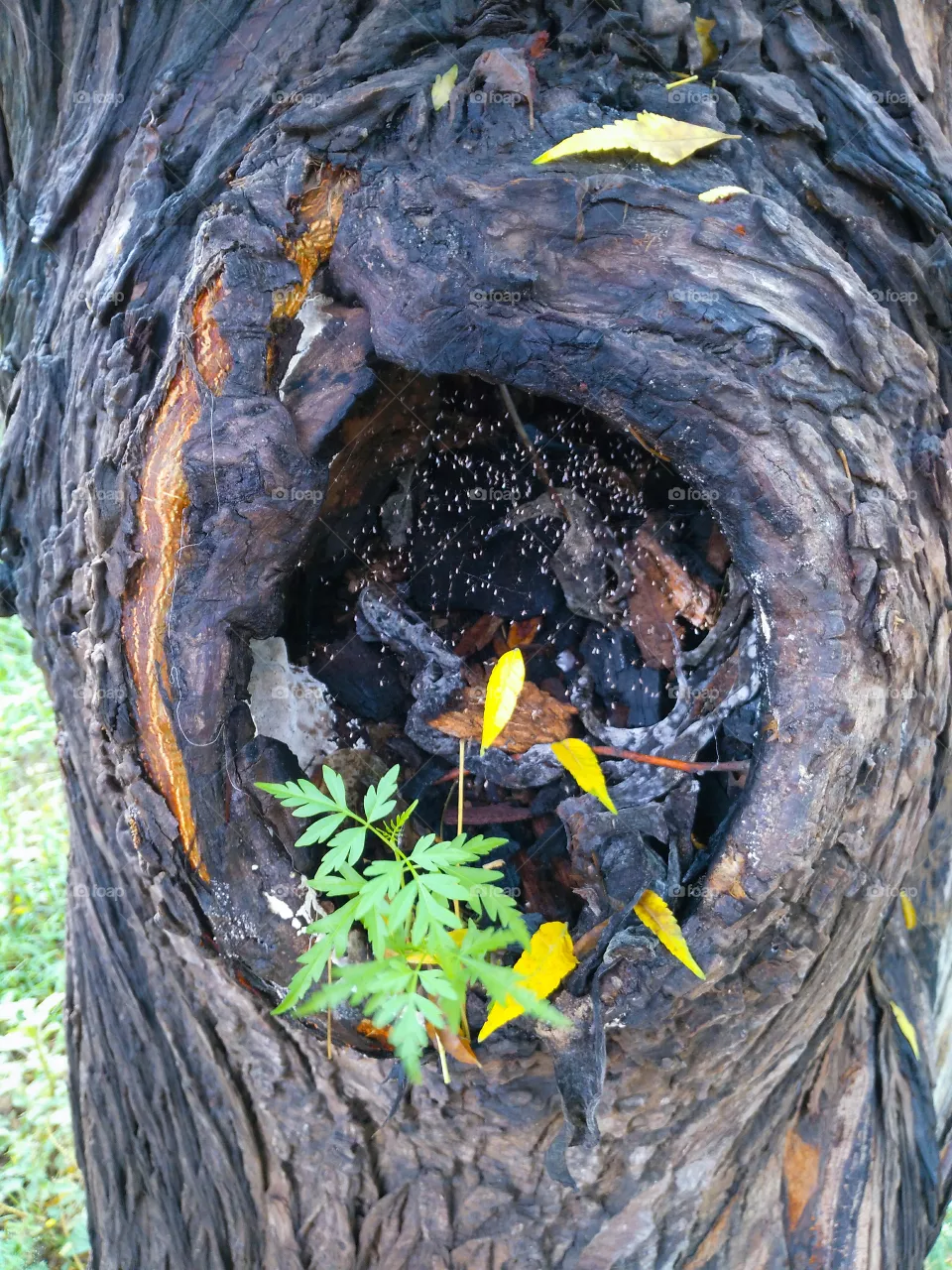 tree leaves
