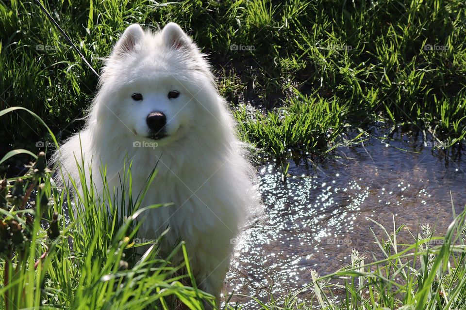 Samojeden Hunde sind wie Schmetterling