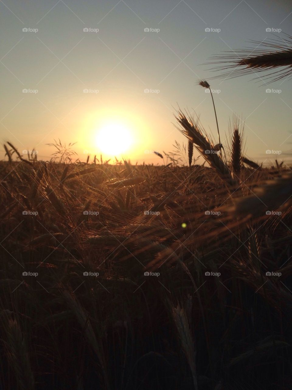 Beautiful nature's fields