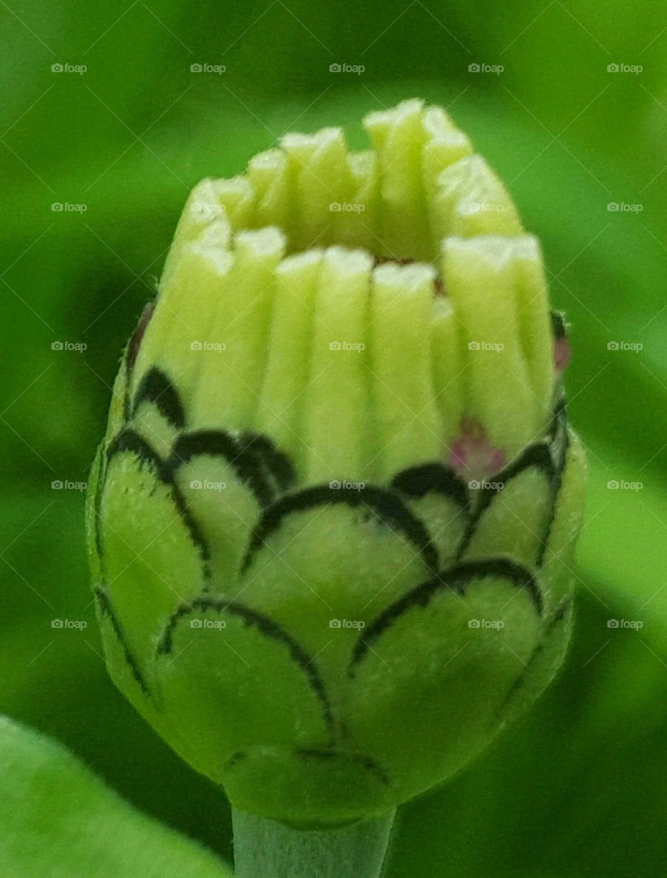 Nature, Flora, Leaf, Flower, Garden