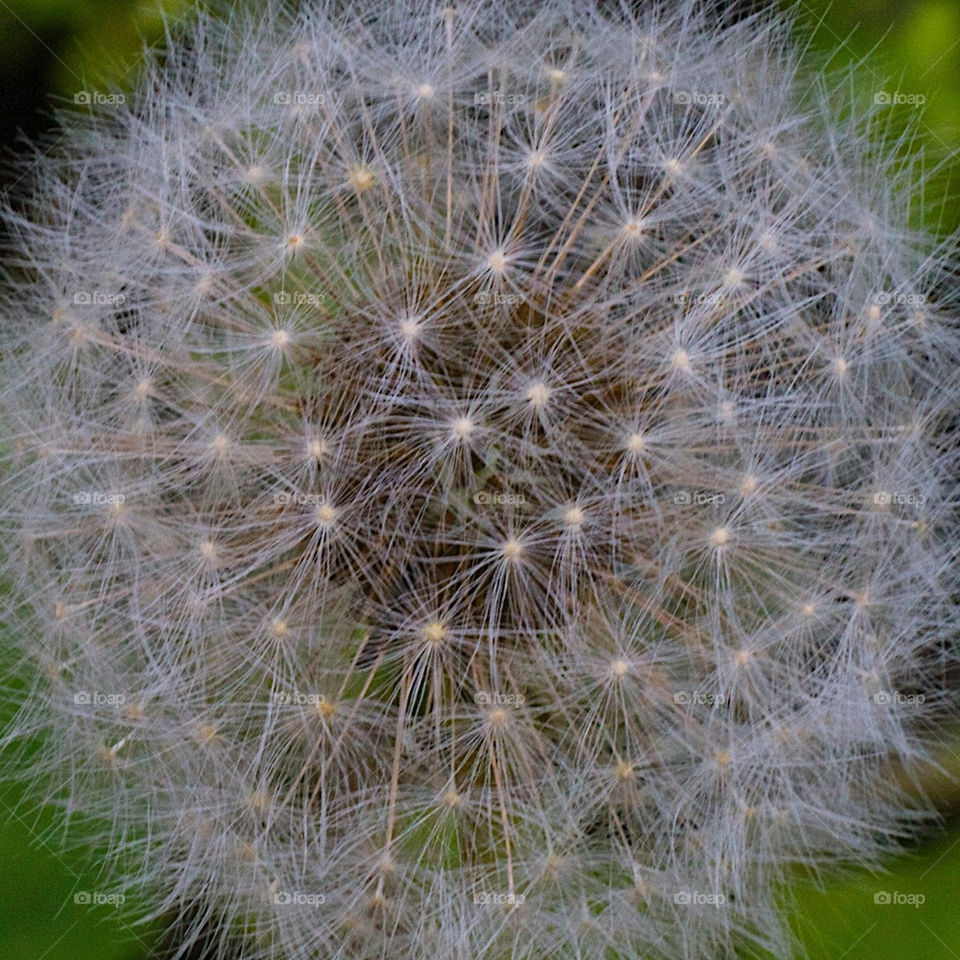 Up close and personal with a dandelion 