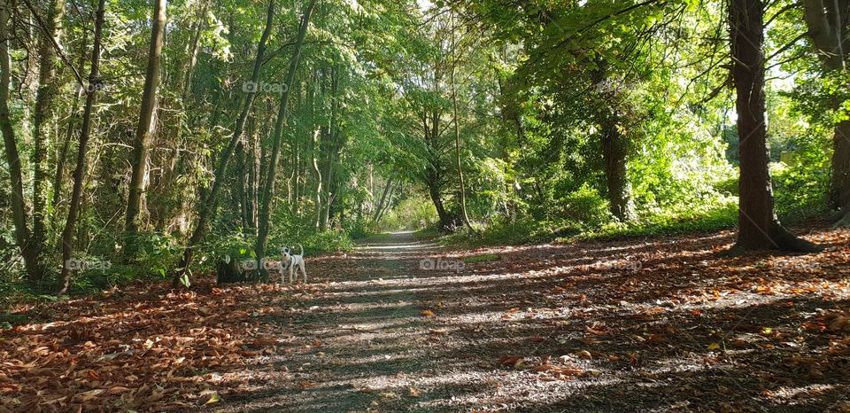 A walk in the woods