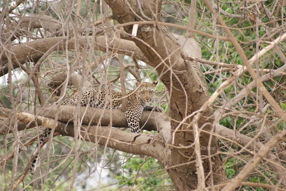 Leopard - cat number 21 - spots about his eye on the left make a 21 