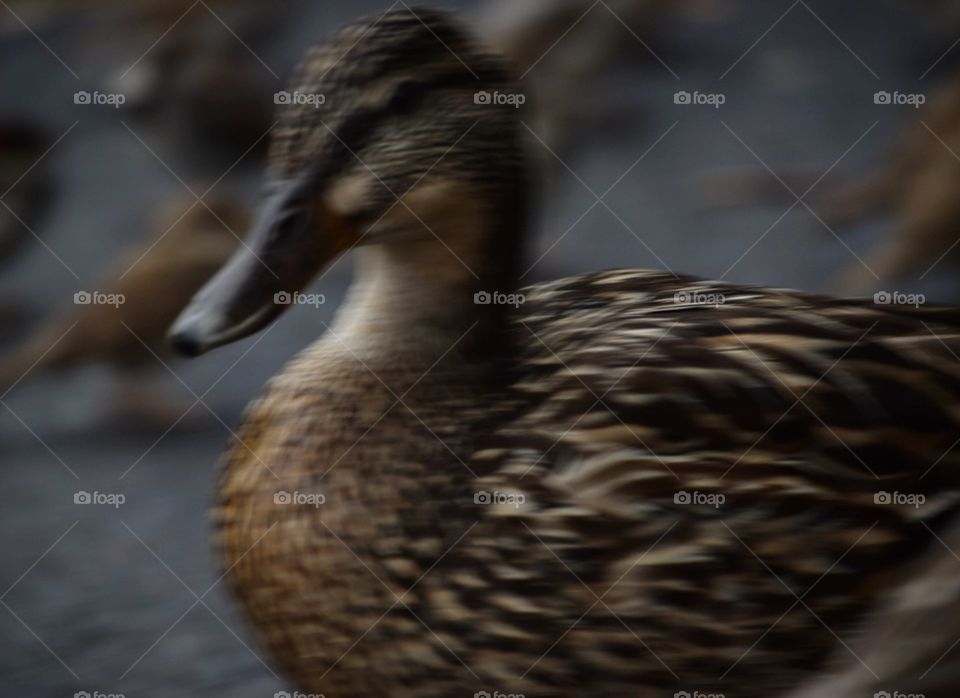 close up of duck, slightly burry gives feel that it's in motion