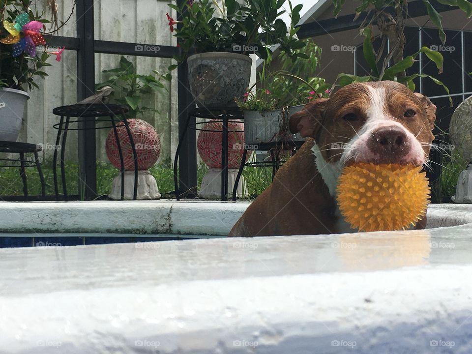 Dog playing with an orange ball at the pool