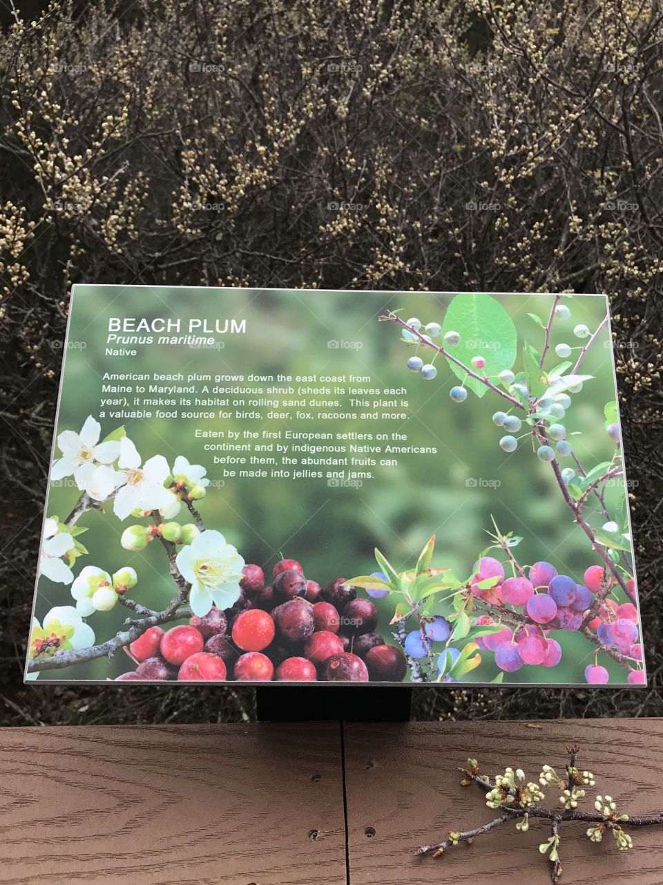 Beach plum plant