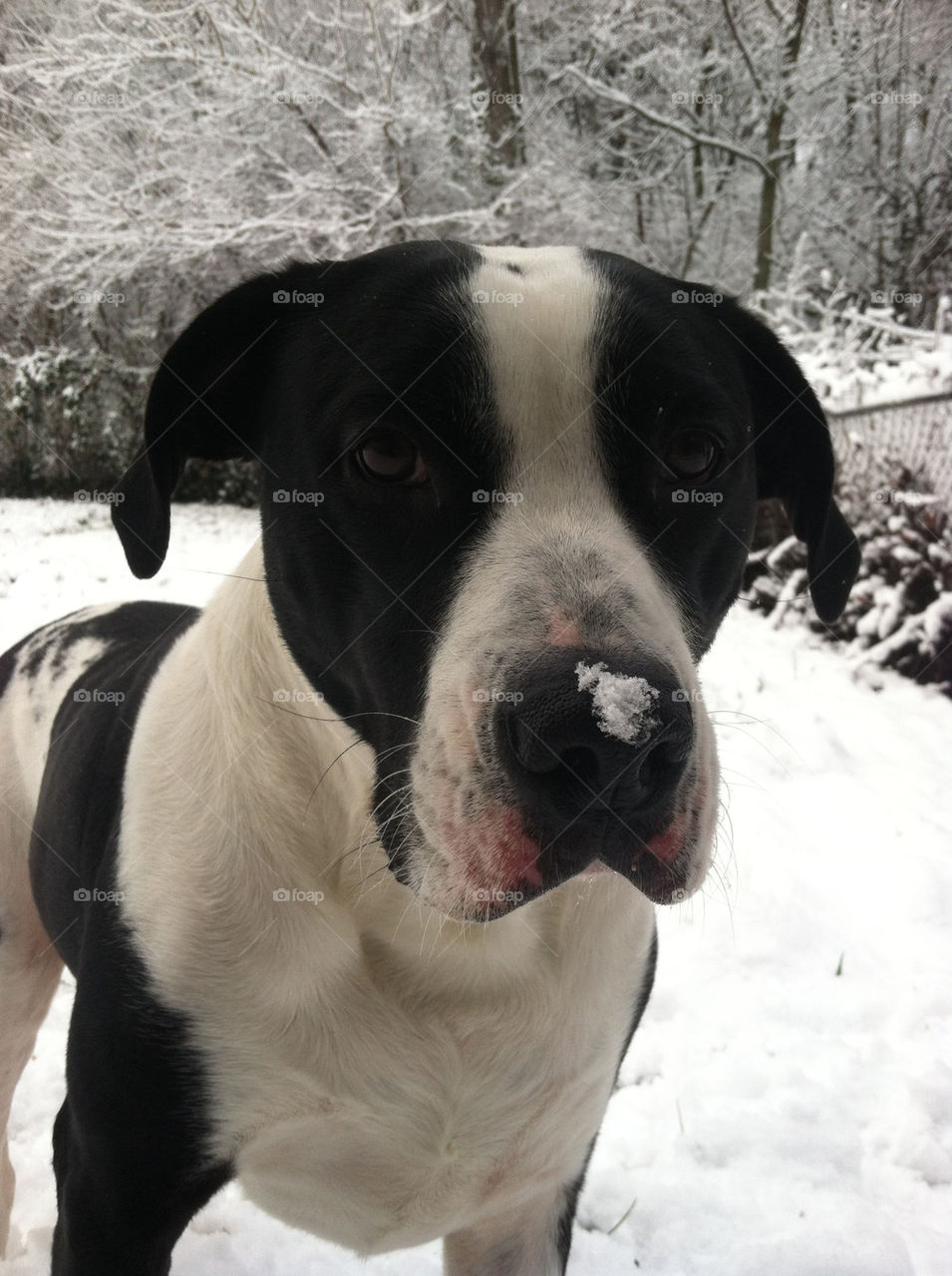 snow winter dog ice by PhotosByChase
