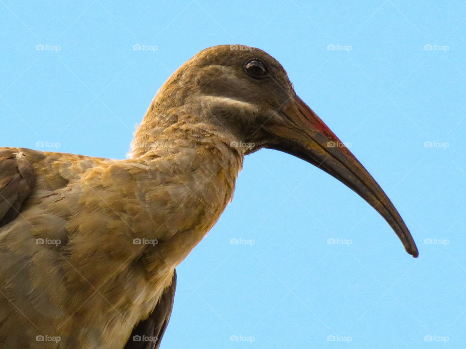 closeup of a bird