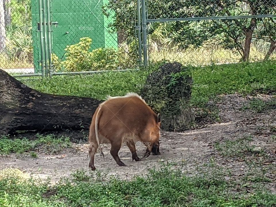 Hog at Zoo Miami