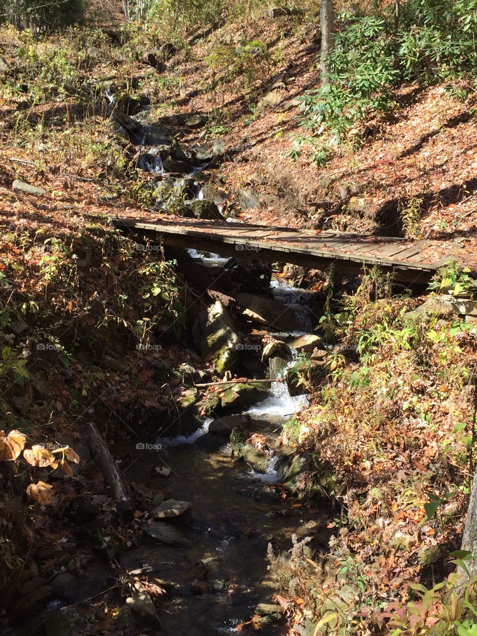 Water, Wood, Nature, Stream, No Person