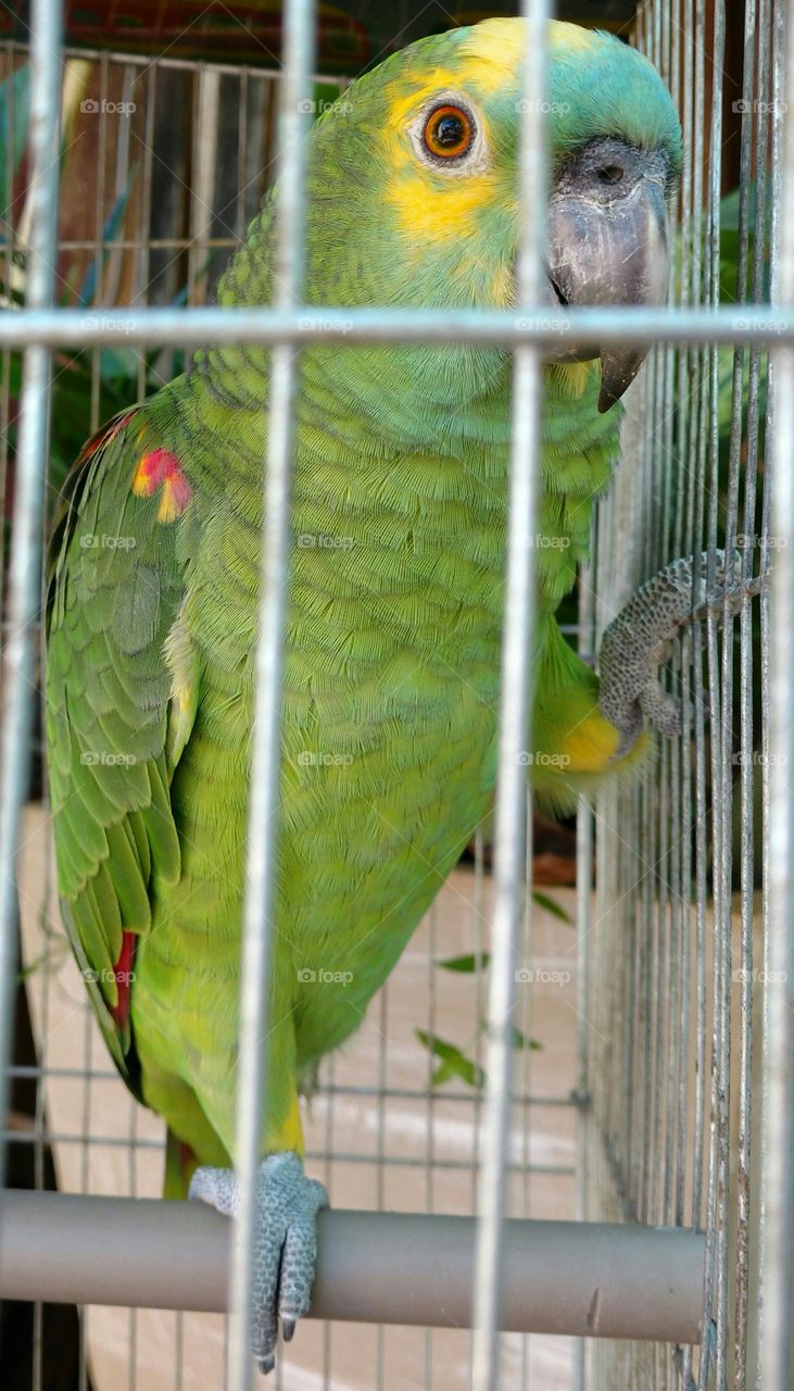 Papagaio bonito, falante, cantante e inteligente, na gaiola.