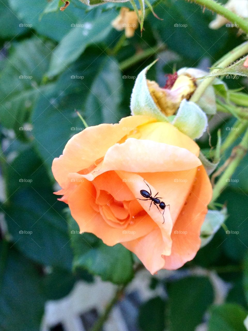 Peach climbing rose, ant on petal