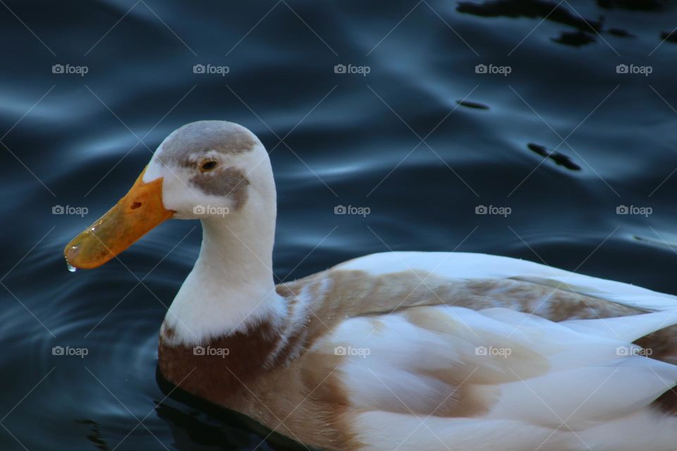 Duck Swimming in the Lake