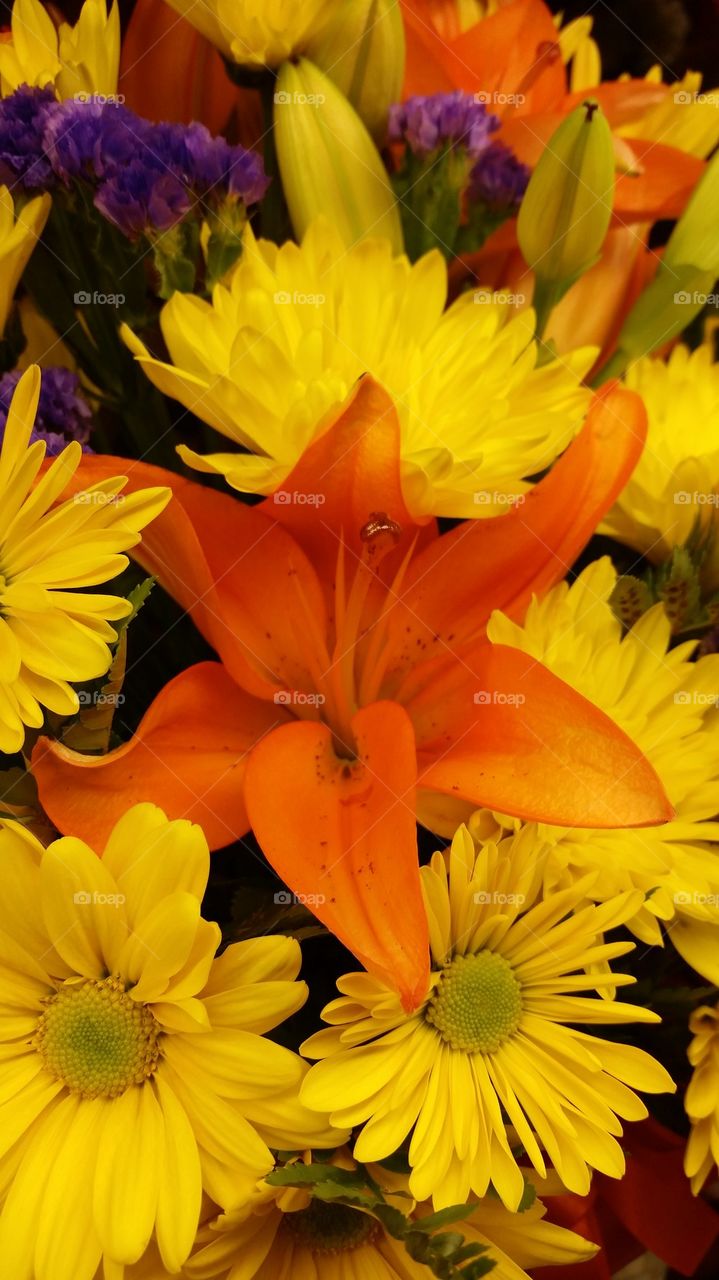 Orange and yellow flower