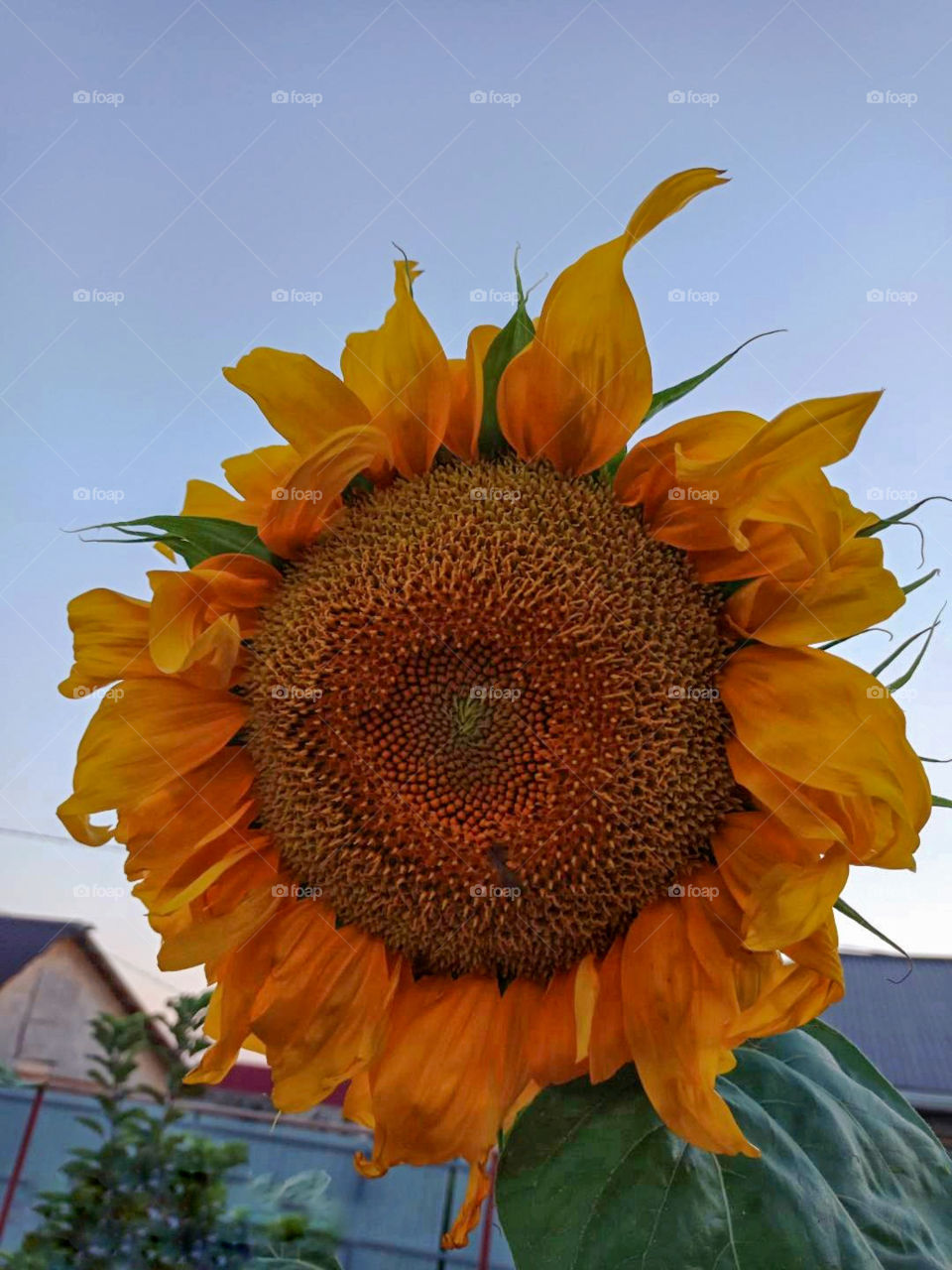 Sunflower in the garden at sunset.