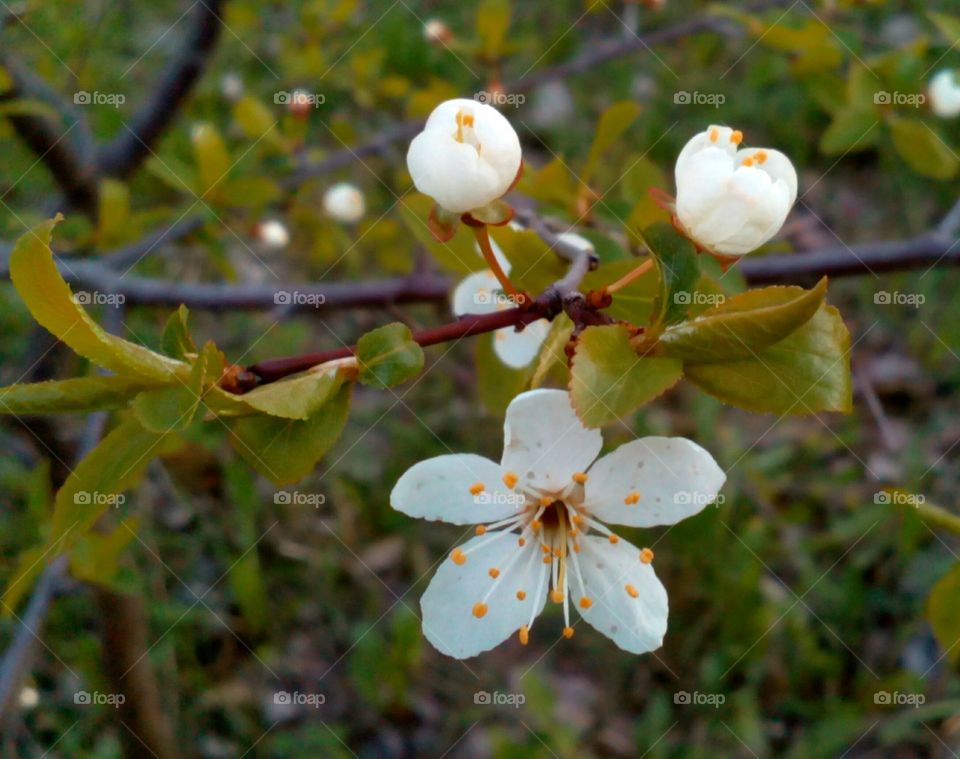 No Person, Nature, Flower, Tree, Apple